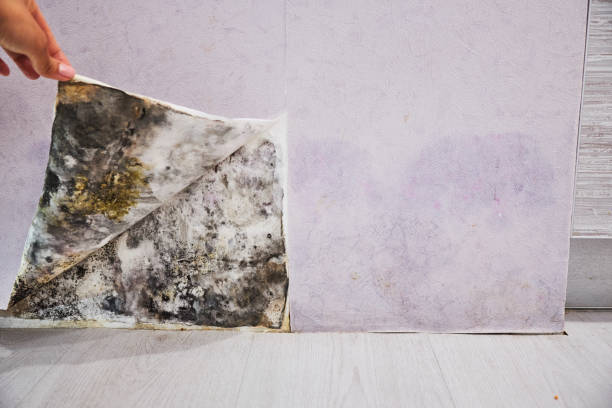 Floydada, TX Mold Removal Company